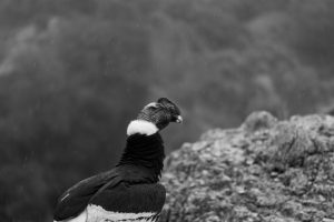 Andean Condor Conservation Project