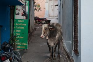 Udaipur, Rajasthan, India.
